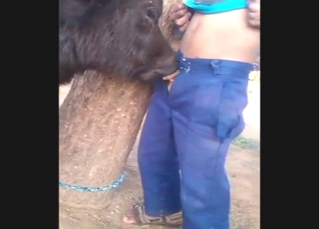 Calf blowjob from a sexy farm beast getting off