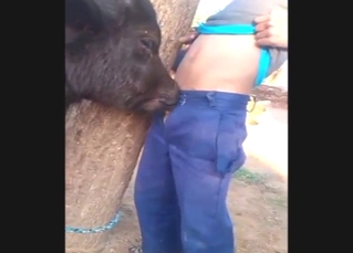 Calf blowjob from a sexy farm beast getting off