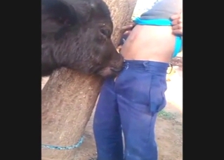 Calf blowjob from a sexy farm beast getting off