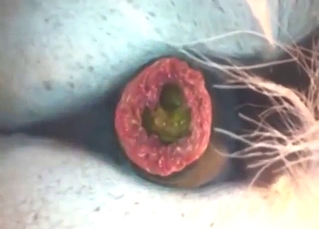 Horse is going to push out that dookie up close