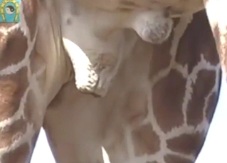 Giraffe spotlighting that amazing ballsack outside