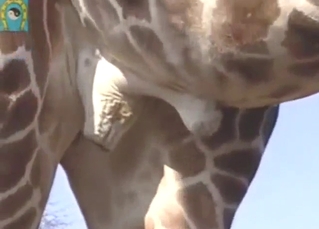 Giraffe spotlighting that amazing ballsack outside