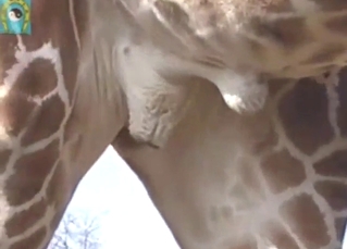 Giraffe spotlighting that amazing ballsack outside