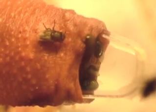 Dude's cock look mangled thanks to flies inside