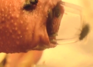 Dude's cock look mangled thanks to flies inside