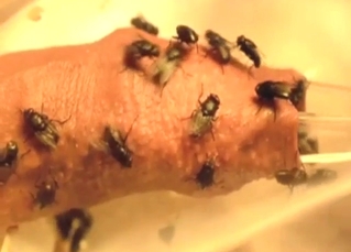 Dude's cock look mangled thanks to flies inside