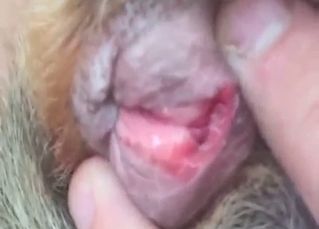 Dog's pussy is going to look great while in heat