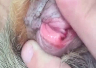 Dog's pussy is going to look great while in heat