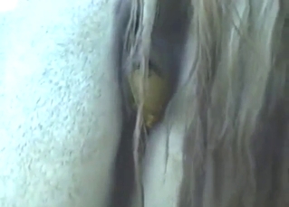 Close-up footage of horse shitting its brains out