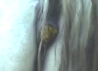 Close-up footage of horse shitting its brains out