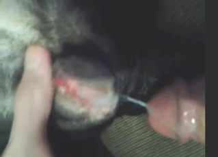 Creampied dog pussy looks so special on cam