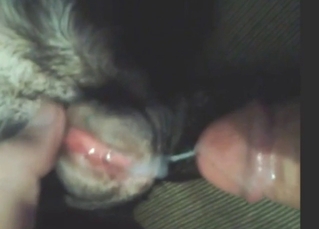 Creampied dog pussy looks so special on cam