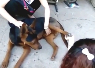 Chinese zoophile is happy to jerk off a dog