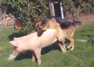 German Shepard decides to fuck a sow outside