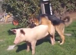German Shepard decides to fuck a sow outside