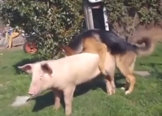 German Shepard decides to fuck a sow outside