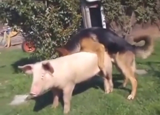 German Shepard decides to fuck a sow outside