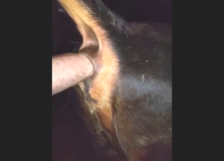 Dude uses shit as lube while fist-fucking a cow