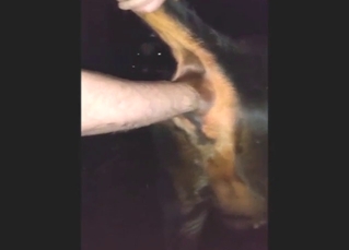 Dude uses shit as lube while fist-fucking a cow