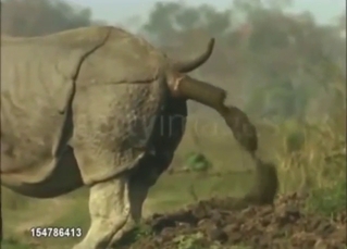 Rhino is going to shit & you will almost smell it
