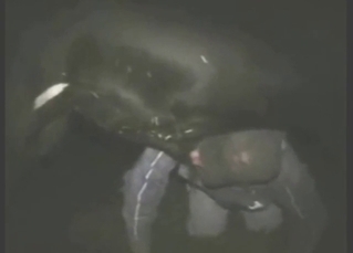 Bull's boner gets sucked by a crazed farmer