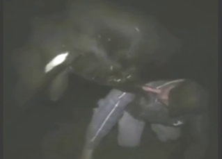 Bull's boner gets sucked by a crazed farmer