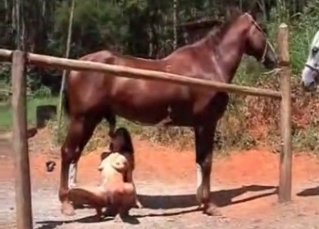 Watch a zoophile sucking this stallion's aggregate