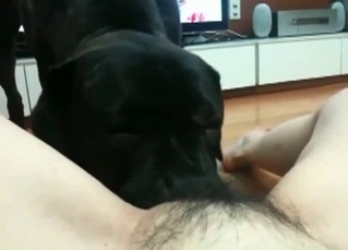 Passionate puppy is banging a chick